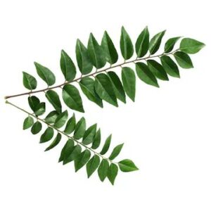 Curry Leaves