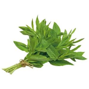 Mint Leaves